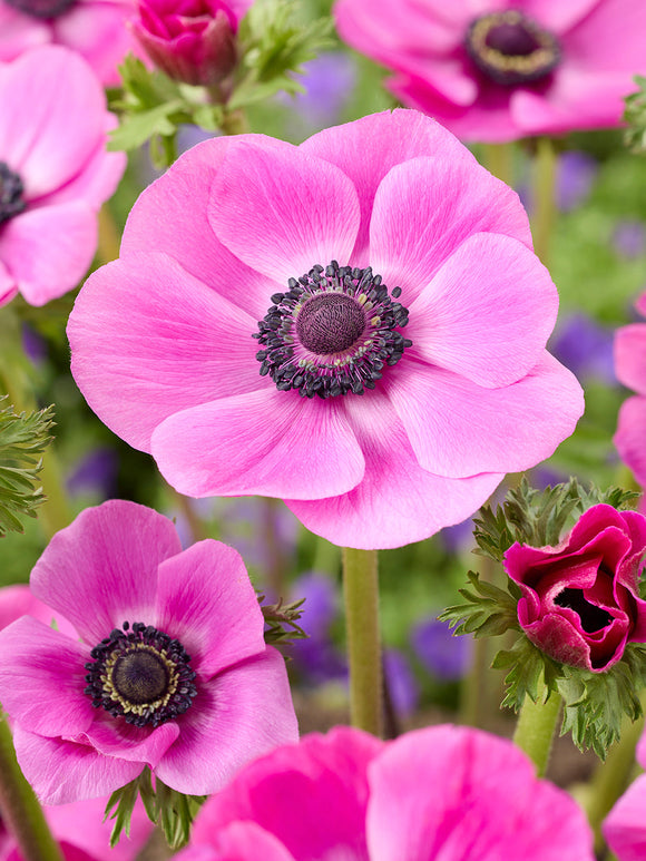 Anemone Galilee Pink