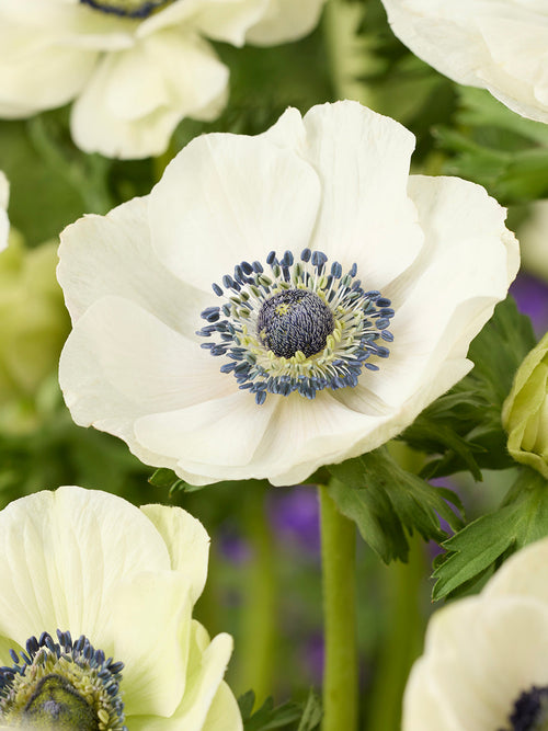 Buy Anemone Galilee White