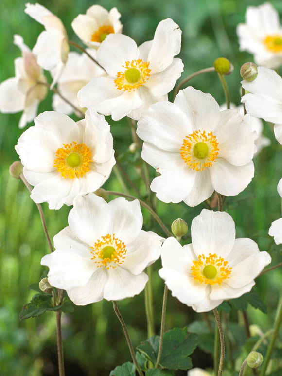 Japanese Anemone Honorine Jobert - Anemone bare roots