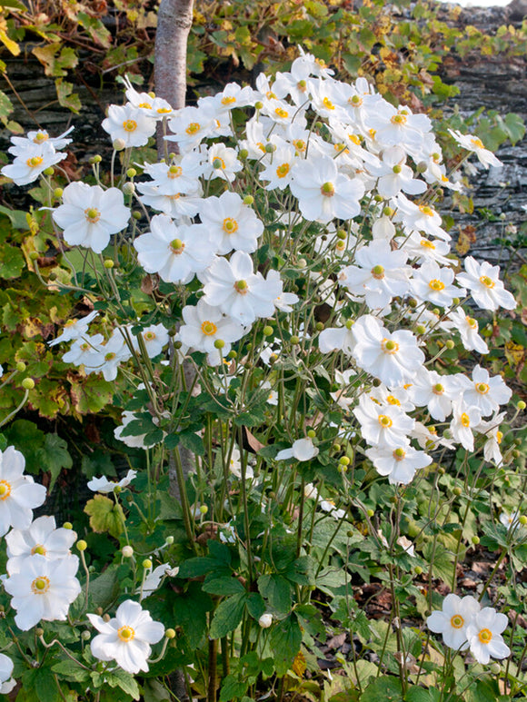 Japanese Anemones Honorine Jobert