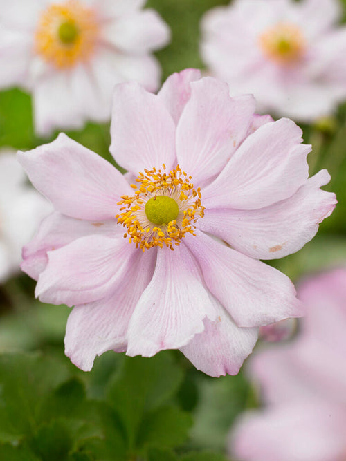 Buy Japanese Anemone Queen Charlotte Bare Roots