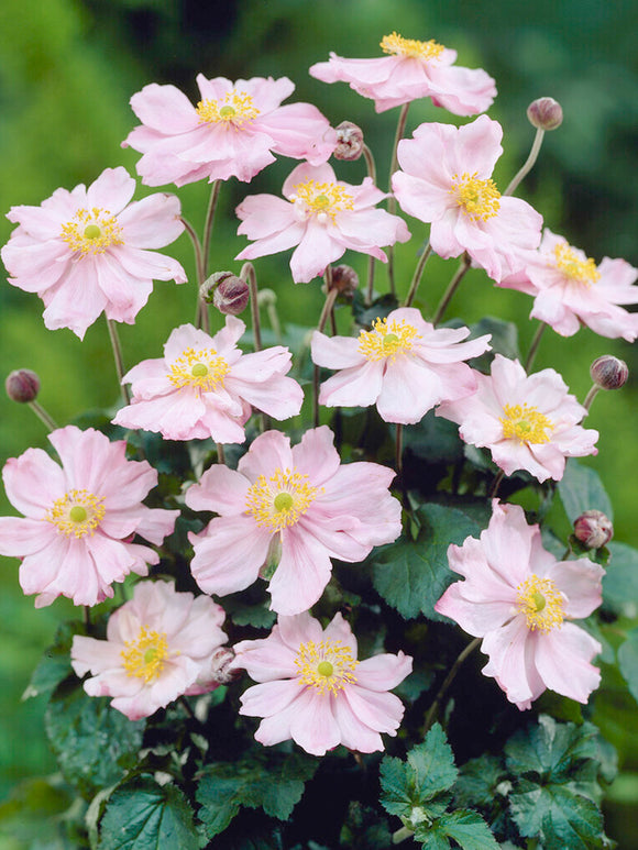 Japanese Anemone Queen Charlotte - Anemone bare roots for spring planting