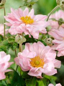 Japanese Anemone Queen Charlotte