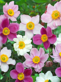 Japanese Anemone Mix