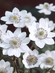 Anemone Leveillei (Japanese windflower)