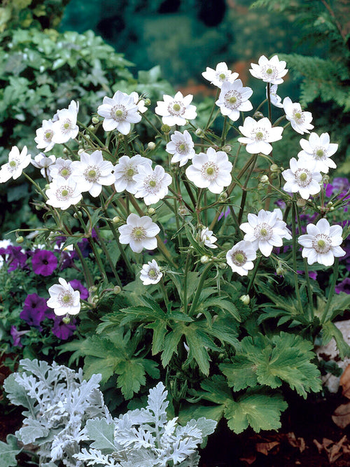 Buy Anemone Leveillei Bare Roots for Spring planting