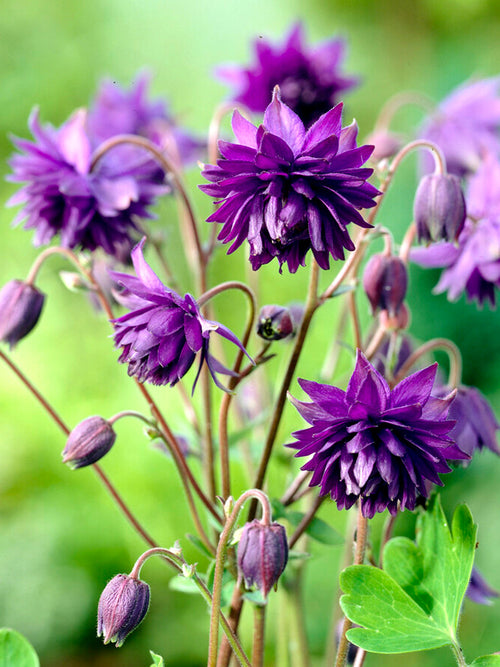 Columbine Blue Barlow (Aquilegia)