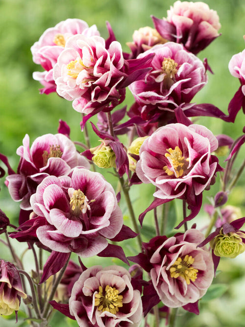 Columbine Winky Red and White (Aquilegia)