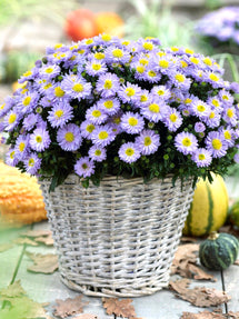 Aster Lady in Blue (Michaelmas Daisy)