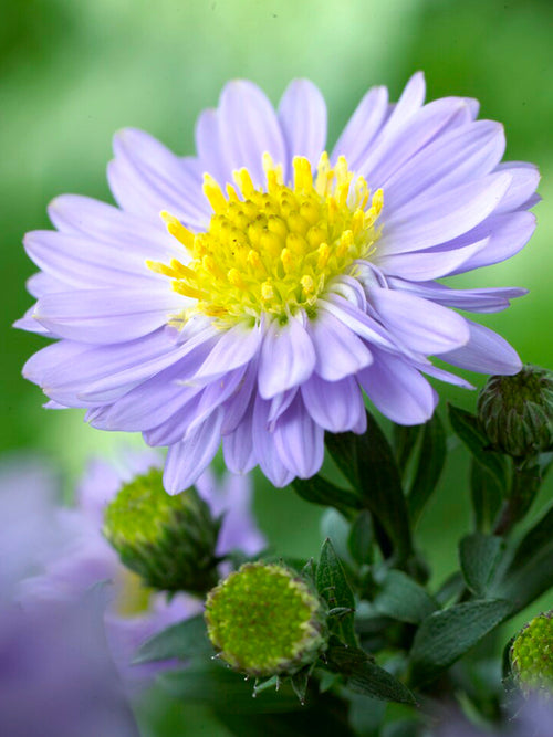 Aster Lady in Blue bare roots