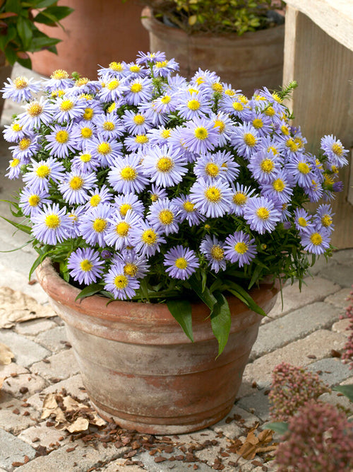 Buy Aster Lady in Blue bare roots, UK Delivery