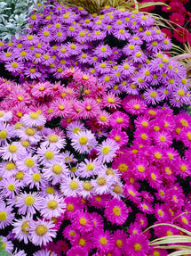 Aster Pastel Mix (Michaelmas Daisies)