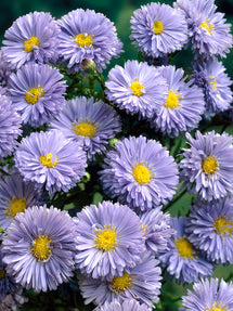 Aster novi-belgii Marie Ballard (Michaelmas Daisy)