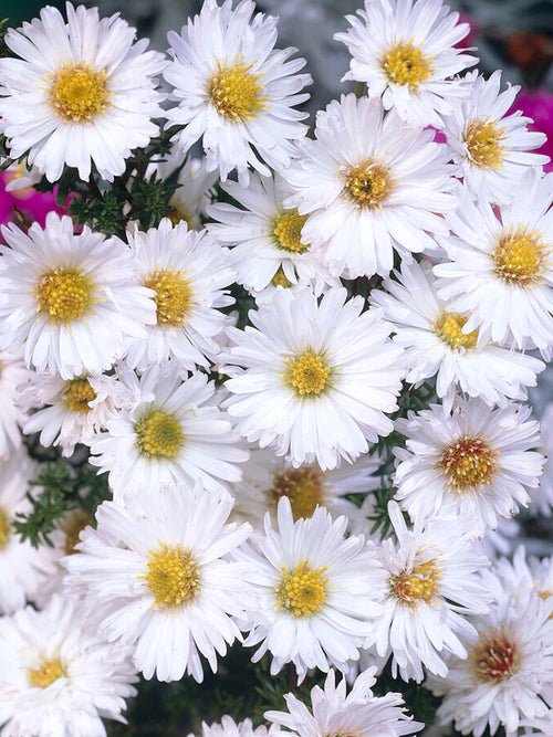 Aster novi-belgii White Ladies