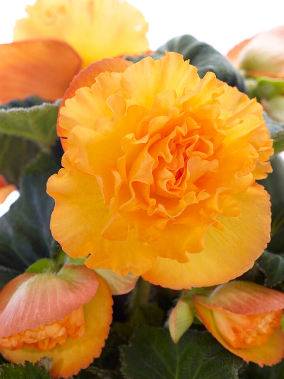 Buy Begonia AmeriHybrid® Picotee Ruffled Apricot bulbs