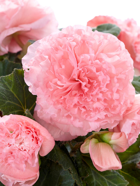 Begonia AmeriHybrid® Picotee Ruffled Pink