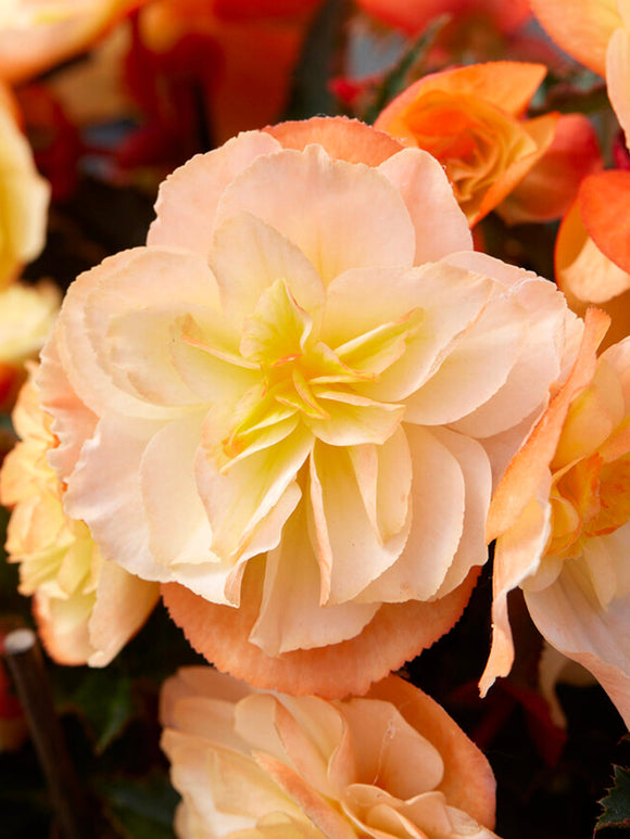 Begonia I'Conia Aroma Peach