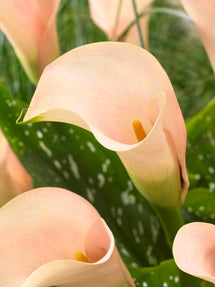 Calla Lily Auckland