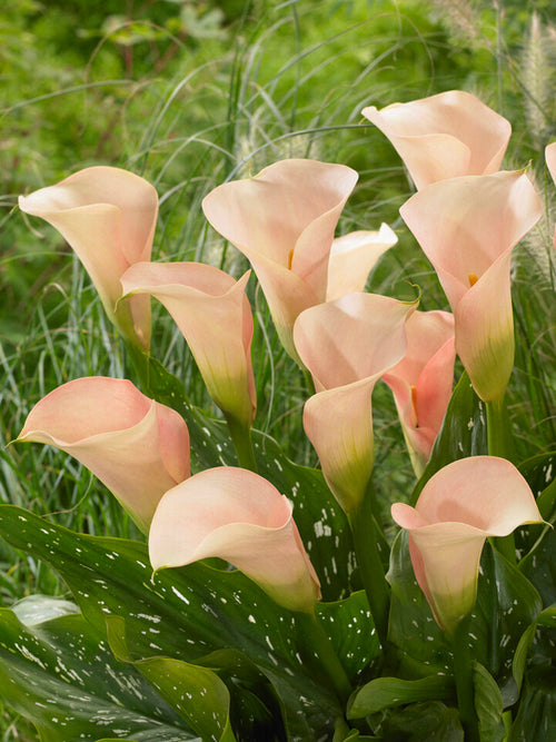 Buy Calla Lily Auckland Bulbs