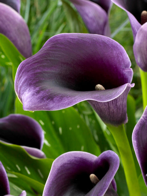 Calla Lily Akela