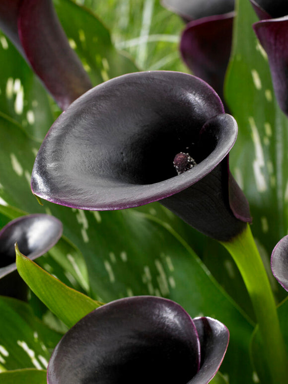 Calla Lily Cantor Bulbs