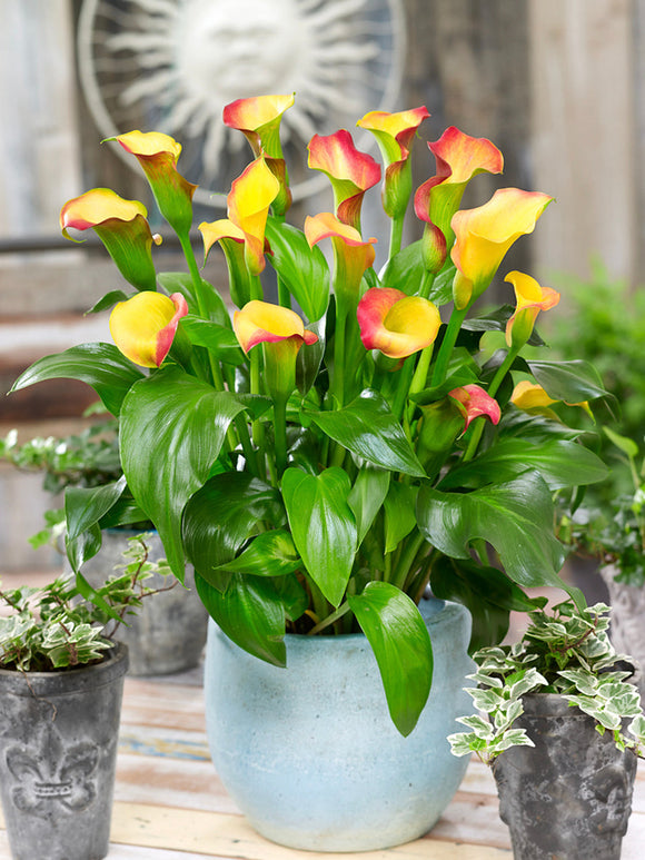 Calla Lily Captain Lido