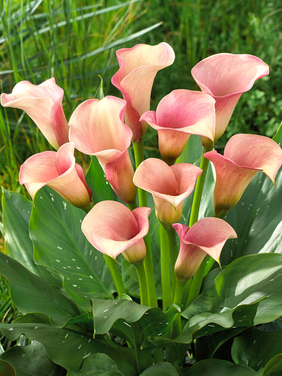 Buy Calla Lily Captain Rosette Bulbs