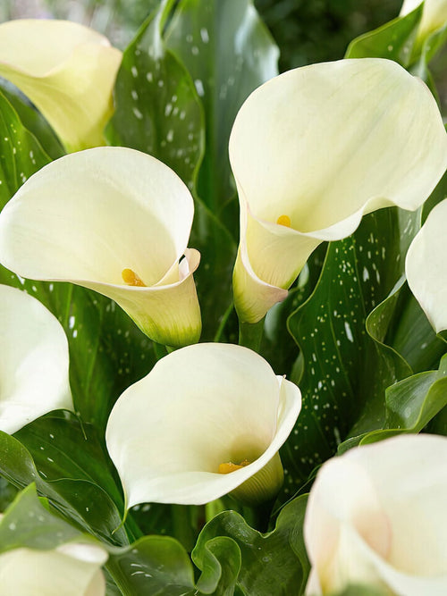 Calla Lily Captain Ventura Bulbs