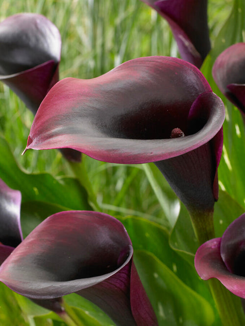 Calla Lily Rudolph