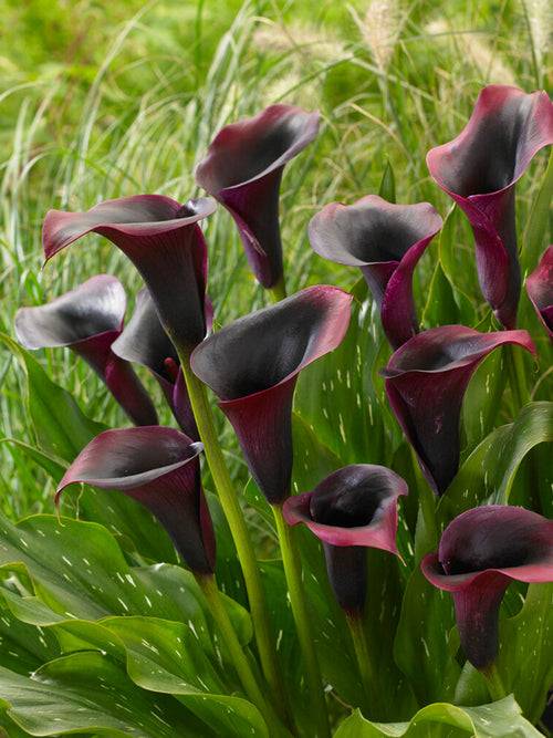 Buy Calla Lily Rudolph