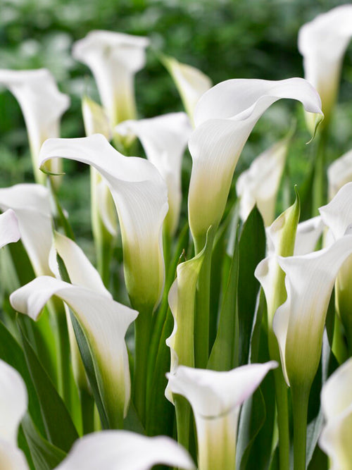 Buy Calla Lily White Art bulbs