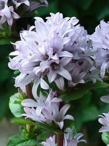 Campanula Emerald