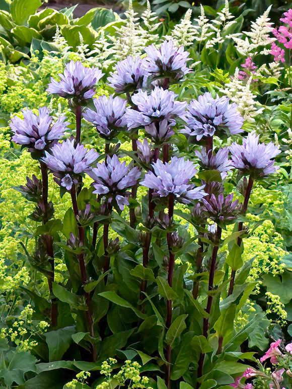 Campanula glomerata emerald bare root plants