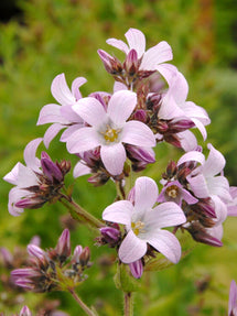 Campanula Loddon Anna