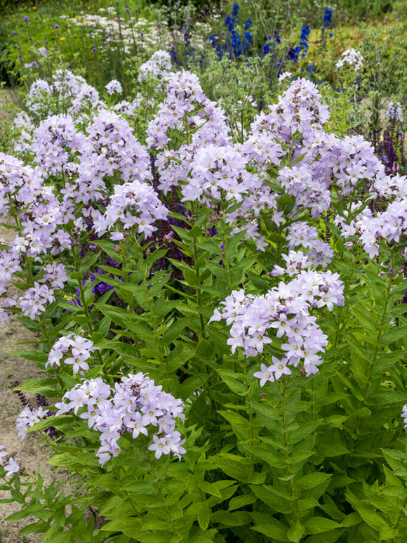 Campanula Loddon Anna