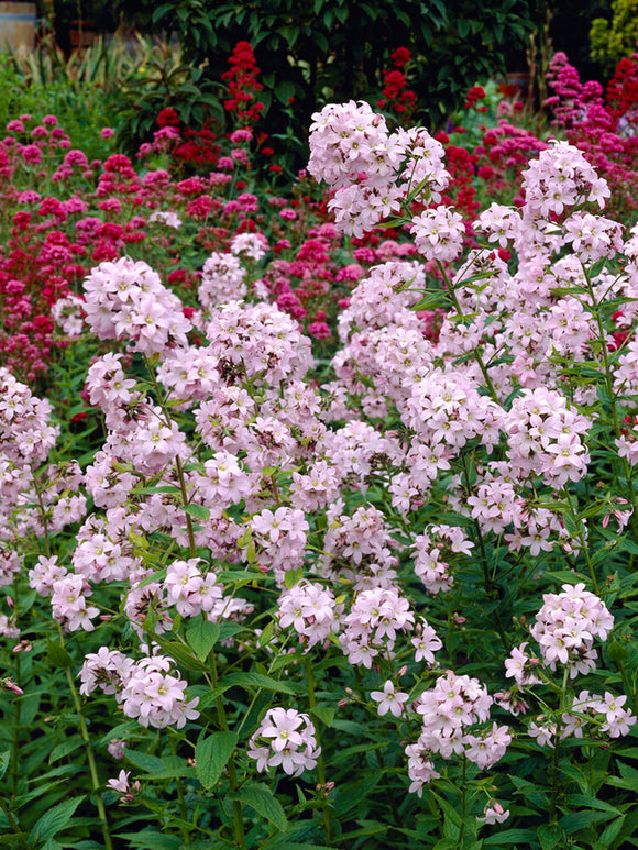 Campanula Loddon Anna Bare Root Plants