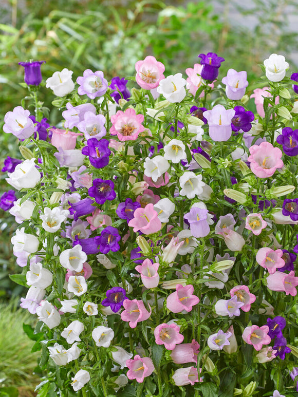 Campanula Champion Mix Plants