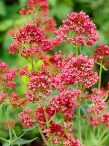 Centranthus Coccineus (Red Valerian)