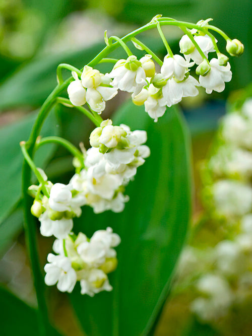 Convallaria majalis 'Prolificans' lily of the valley