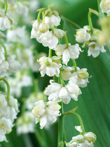 Convallaria majalis Prolificans (Lily of the valley)