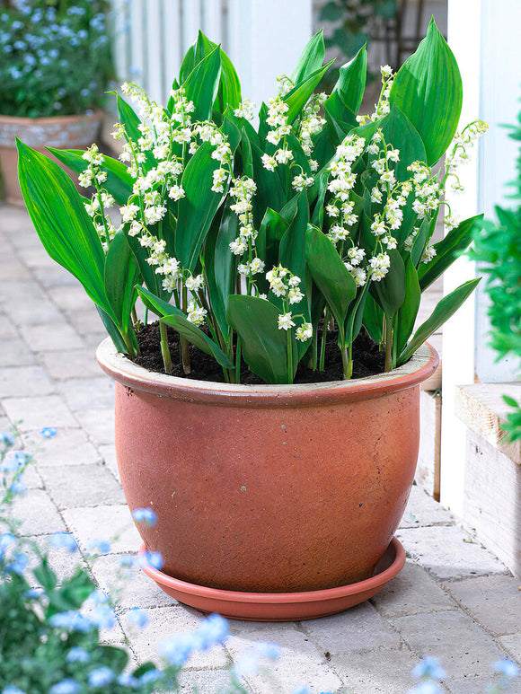 Convallaria majalis 'Prolificans' lily of the valley pips