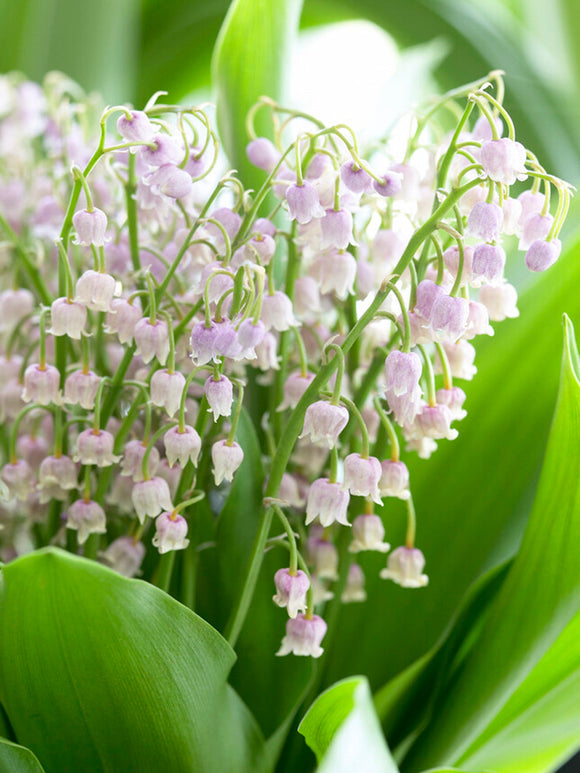 Convallaria Majalis Rosea (Lily of the Valley) UK