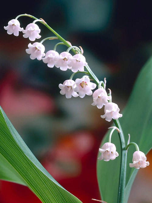 Buy Convallaria Majalis Rosea (Lily of the Valley)