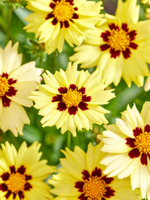 Coreopsis Solar Moon