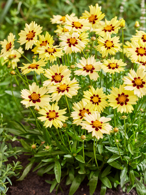 Thickseed Plants - Coreopsis Solar Moon