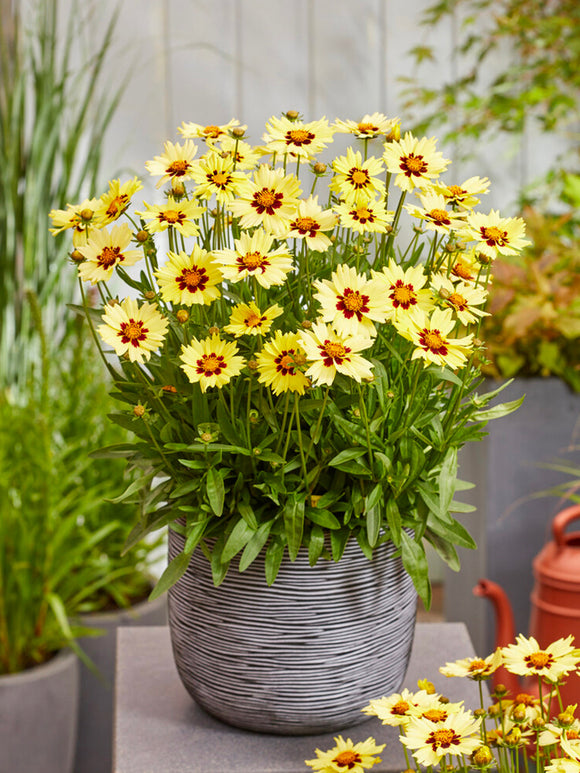 Coreopsis Solar Moon Bare Root Plants