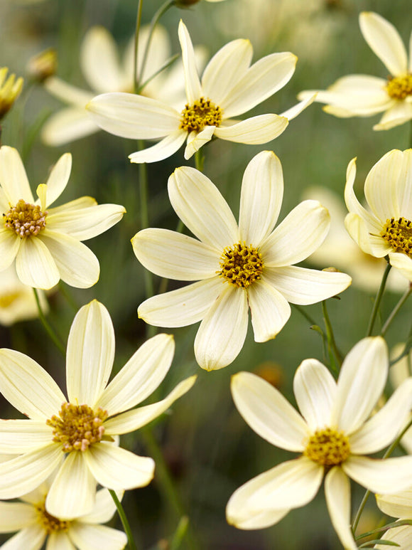 Coreopsis verticillata 'Moonbeam' (Threadleaf Coreopsis)