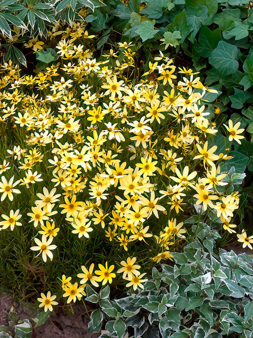 Bare root plants Coreopsis verticillata 'Moonbeam' (Threadleaf Coreopsis)