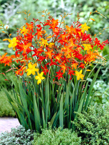 Crocosmia Mix