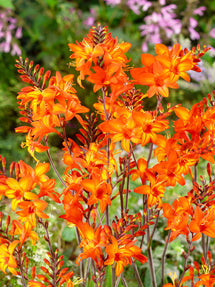 Crocosmia Peach Melba